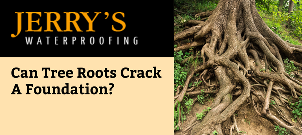 Fact or Myth: Can tree roots crack a foundation?